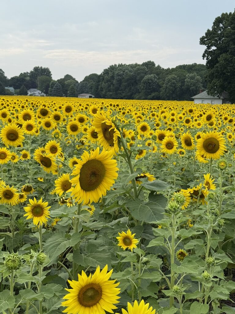 What Sunflowers Teach Us About Standing Strong